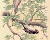 Nuttall Woodpecker - 威廉·齐默曼